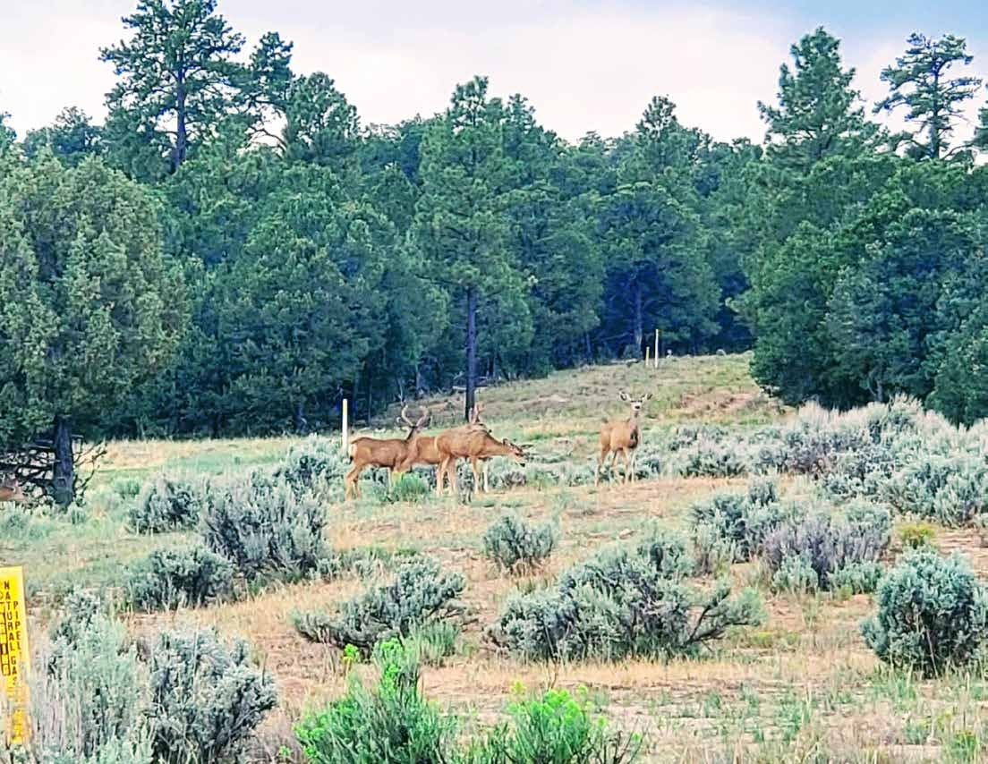 Deer among shrubs in front of a pine forest at Secret Valley Ranch, Rio Arriba County, New Mexico