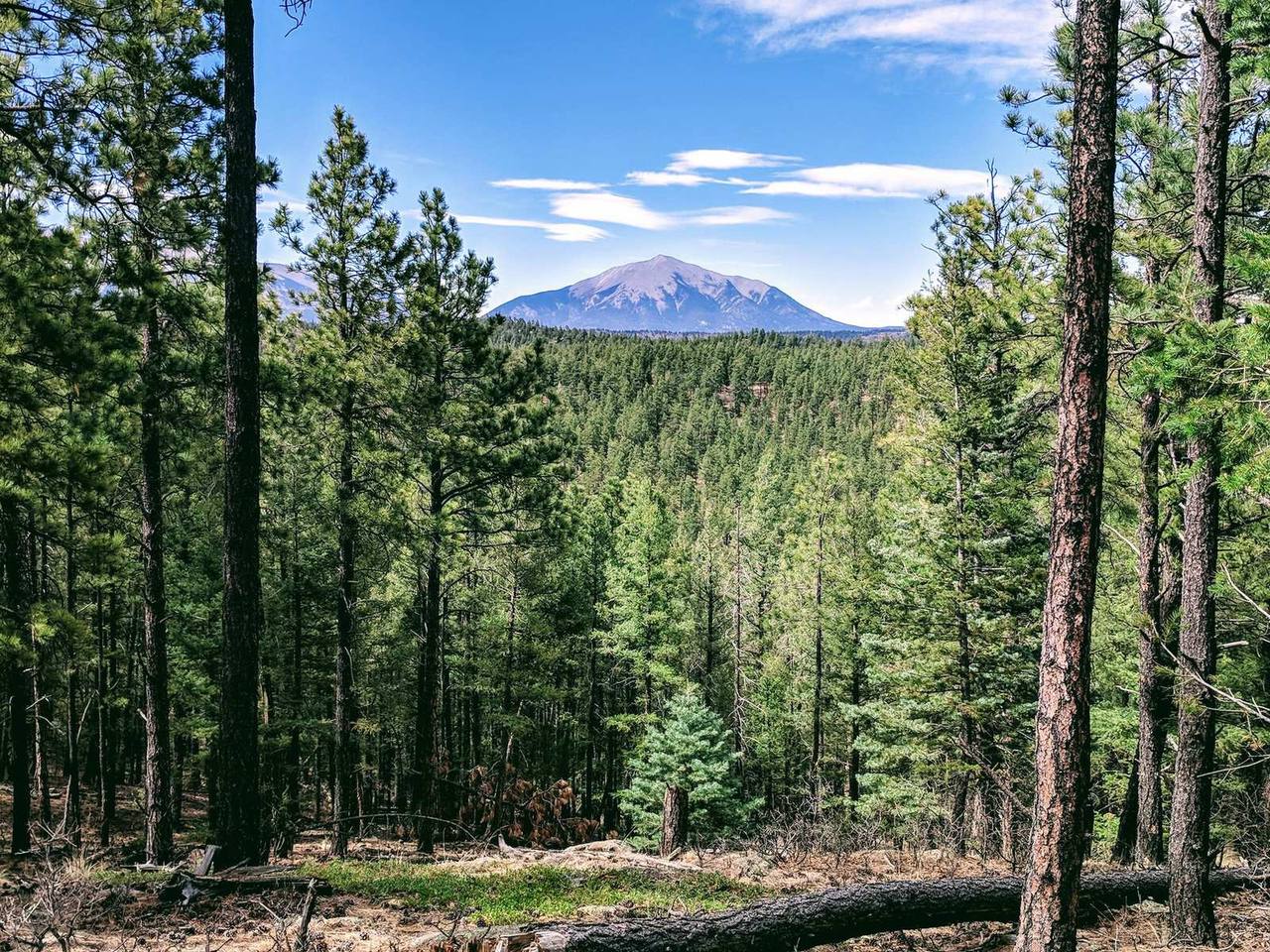 Forested ridge and valley at Wilderness Ridge, Las Animas County, Colorado