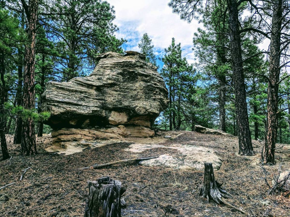 Layered rock among tall pines at Wilderness Ridge, Las Animas County, Colorado