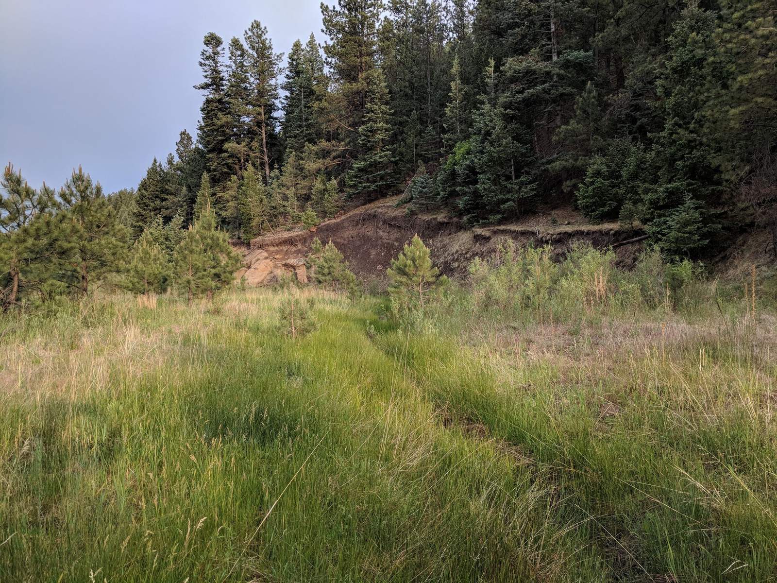 Grassy clearing with young pines at Wilderness Ridge, Las Animas County, Colorado