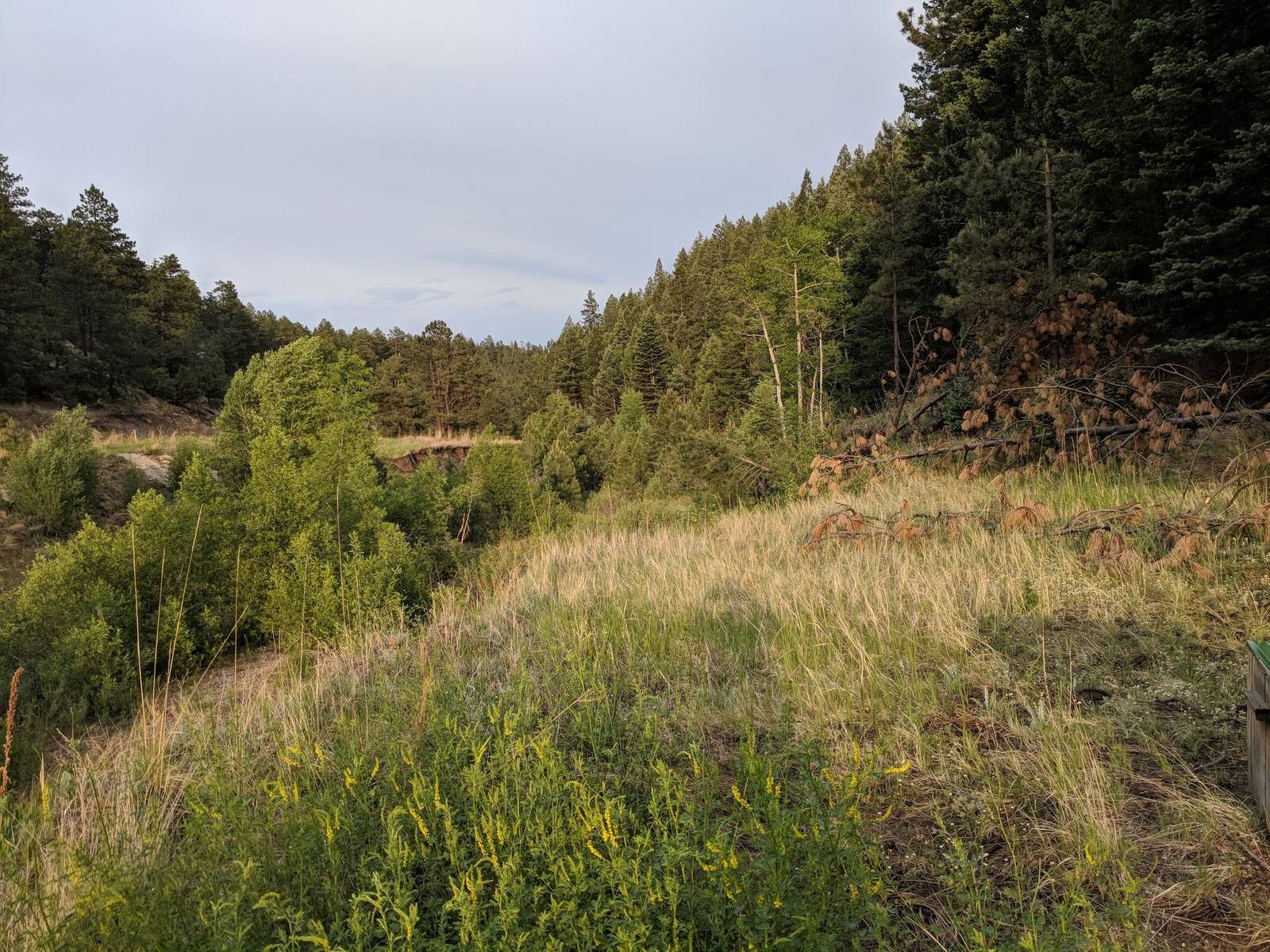 Grass, shrubs, and pines at Wilderness Ridge, Las Animas County, Colorado