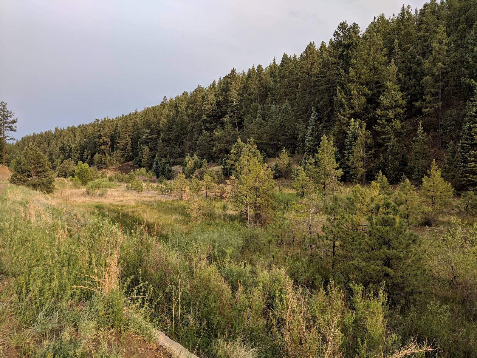 Grass, shrubs, and young pines below a forested hillside at Wilderness Ridge, Las Animas County, Colorado